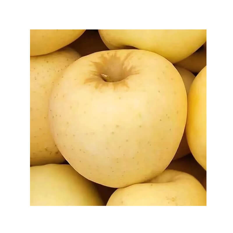 delicious fresh fruit apple whole sale fresh golden apple