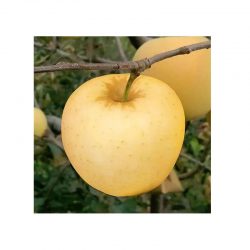sale fresh golden apple