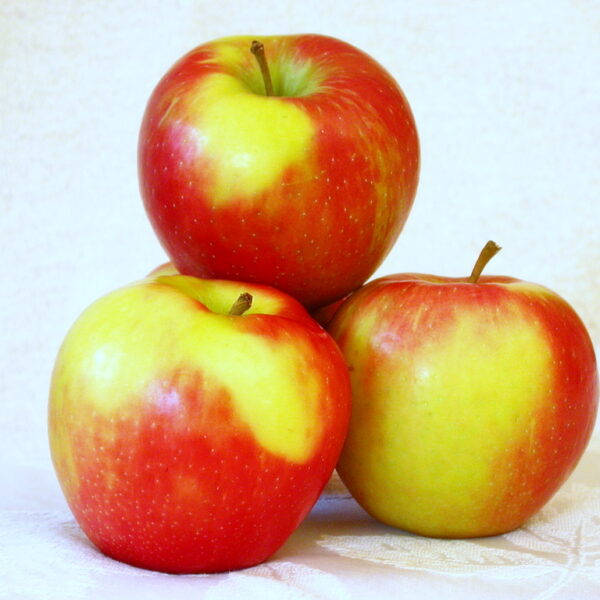 Honeycrisp apple variety photograph