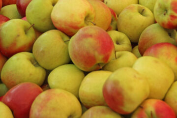 Pink Lady apples with red and yellow skin