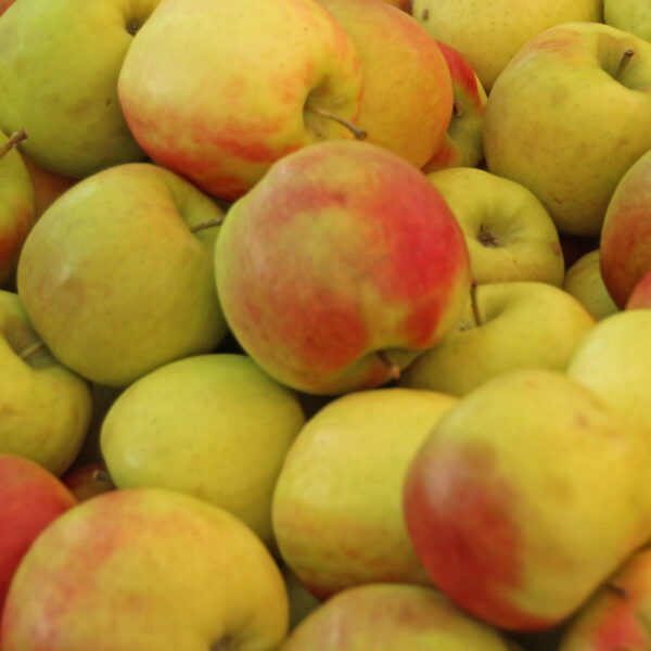 Pink Lady apples with red and yellow skin