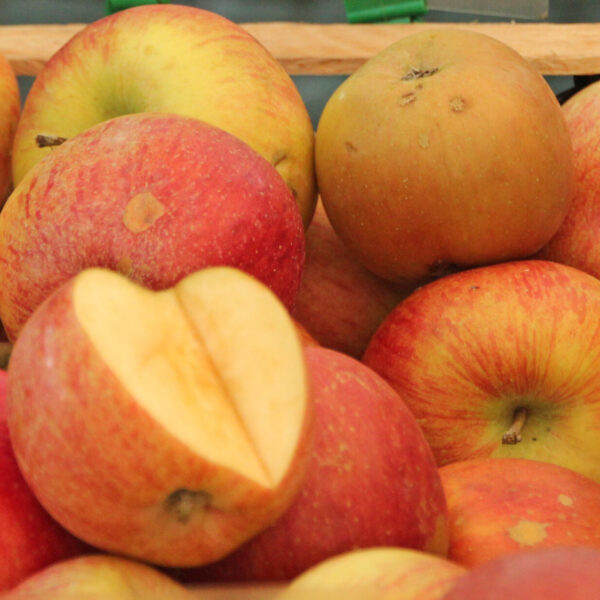 Fuji apple variety photograph