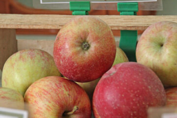 Fuji apple variety photograph