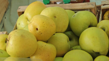Golden Delicious apples with yellow and green skin