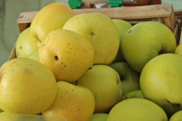 Golden Delicious apples with yellow and green skin