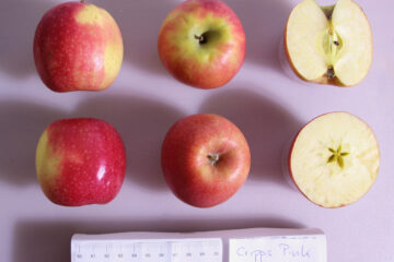 Pink Lady apple variety photograph