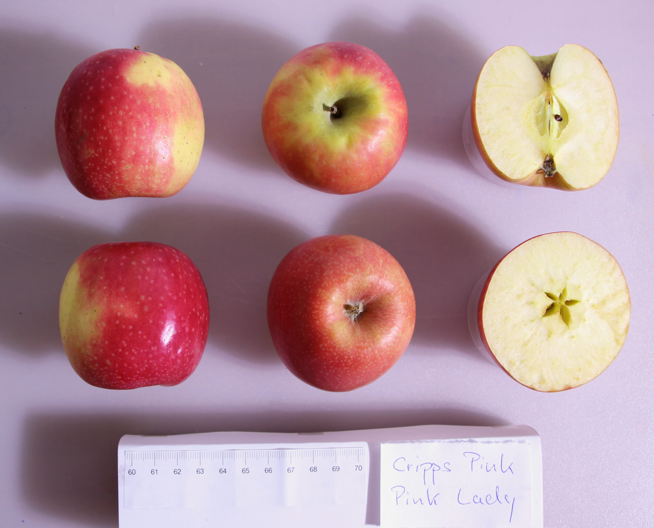 Pink Lady apple variety photograph
