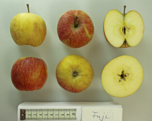 Fuji apple variety photograph