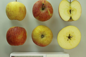 Fuji apple variety photograph