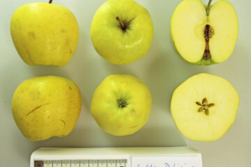 Golden Delicious apples whole and sliced