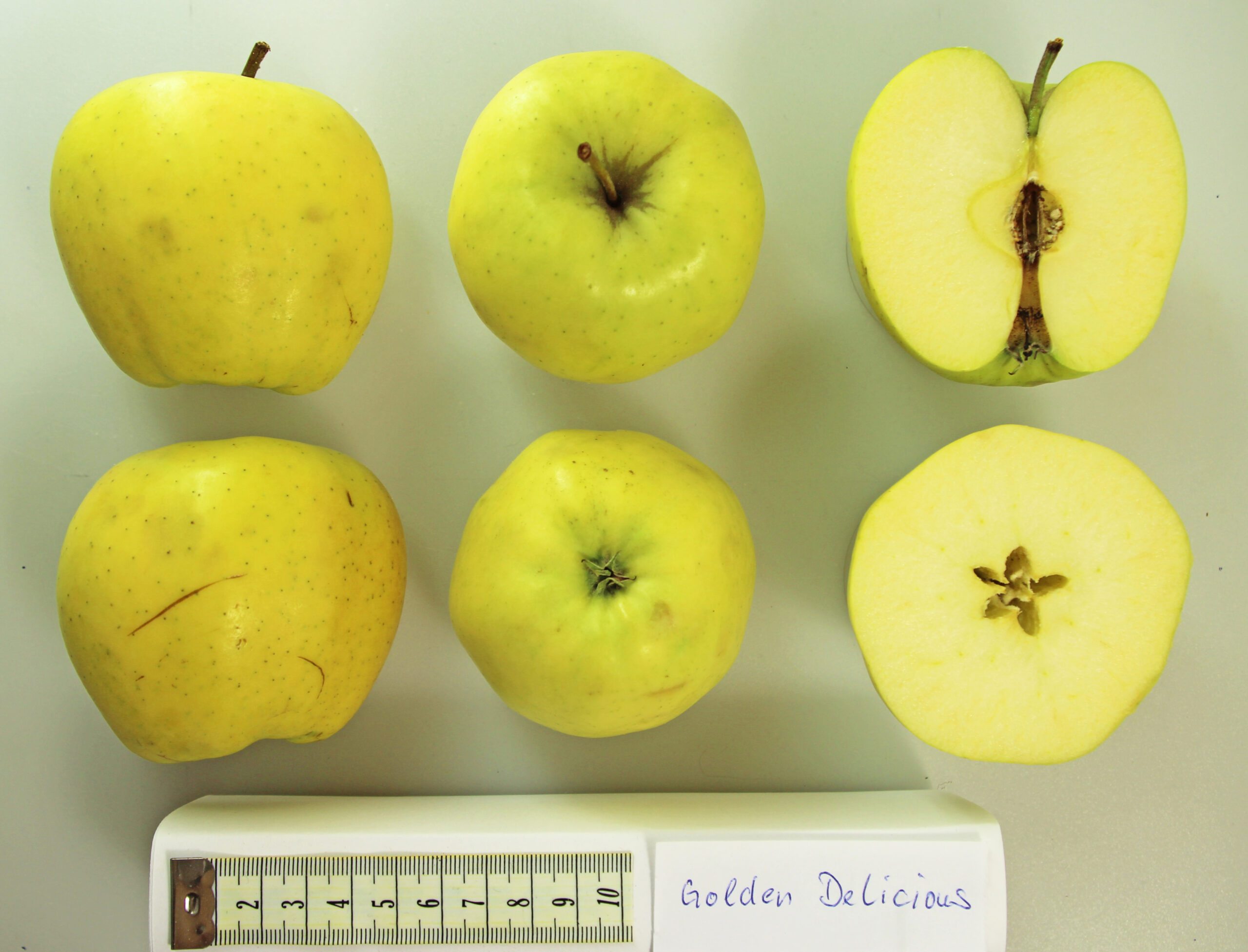 Golden Delicious apple whole and halved