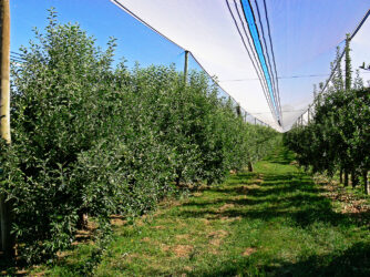Red Delicious apple orchard with protective nets
