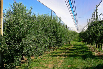 Red Delicious apple orchard with protective nets