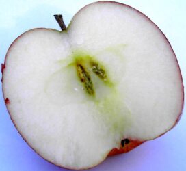 Red Delicious apple cross section