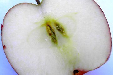 Red Delicious apple cross section