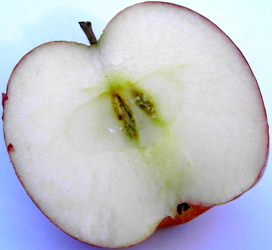 Red Delicious apple variety photograph