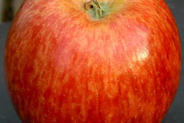 Red Delicious apple blossom end