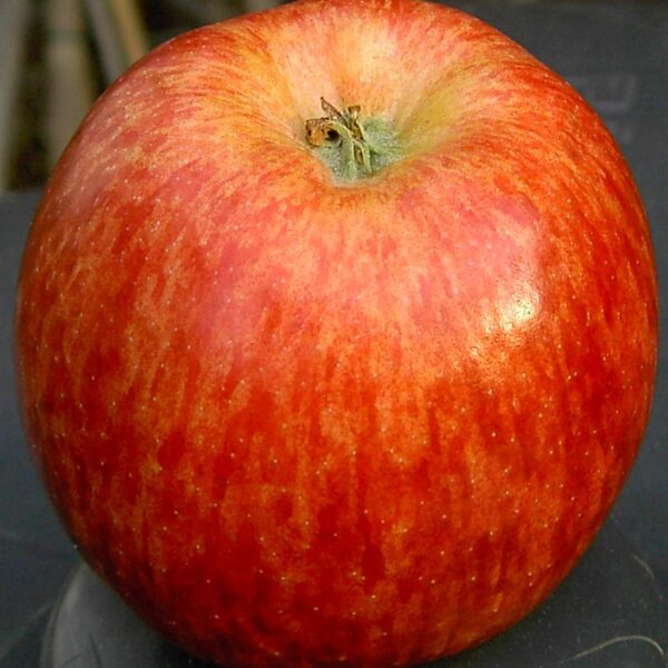 Red Delicious apple blossom end