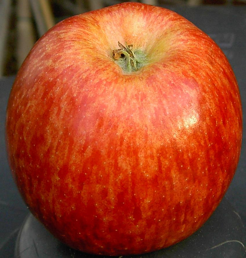Red Delicious apple photograph