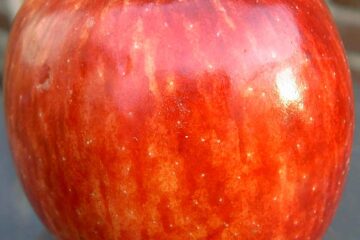 Red Delicious apple stem view