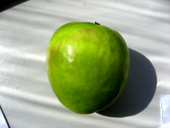 Granny Smith apple variety photograph