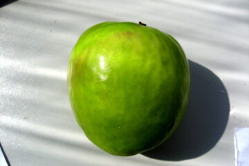 Granny Smith apple variety photograph