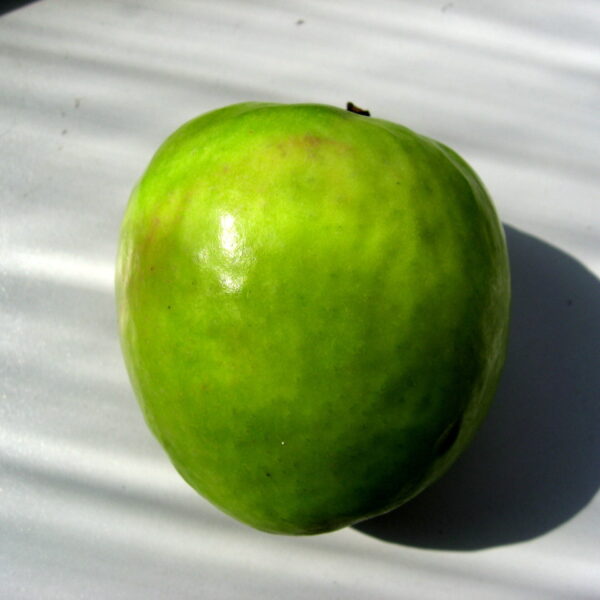 Granny Smith apple variety photograph