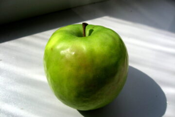 Granny Smith apple variety photograph