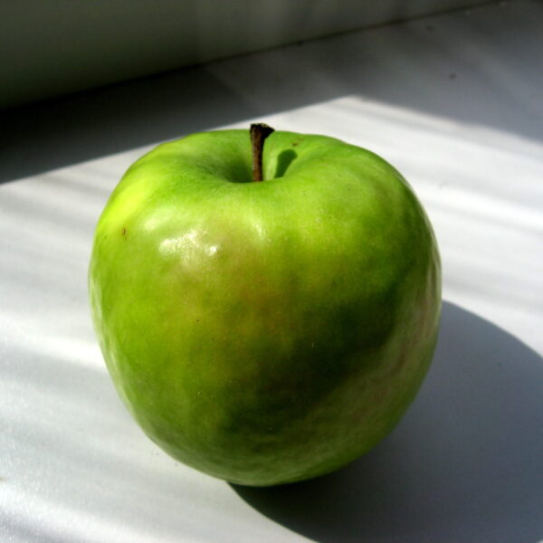 Granny Smith apple variety photograph