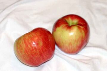 Honeycrisp apple variety photograph