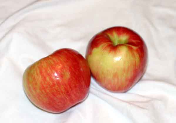 Honeycrisp apple variety photograph