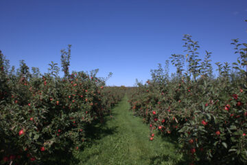 Honeycrisp apple variety photograph