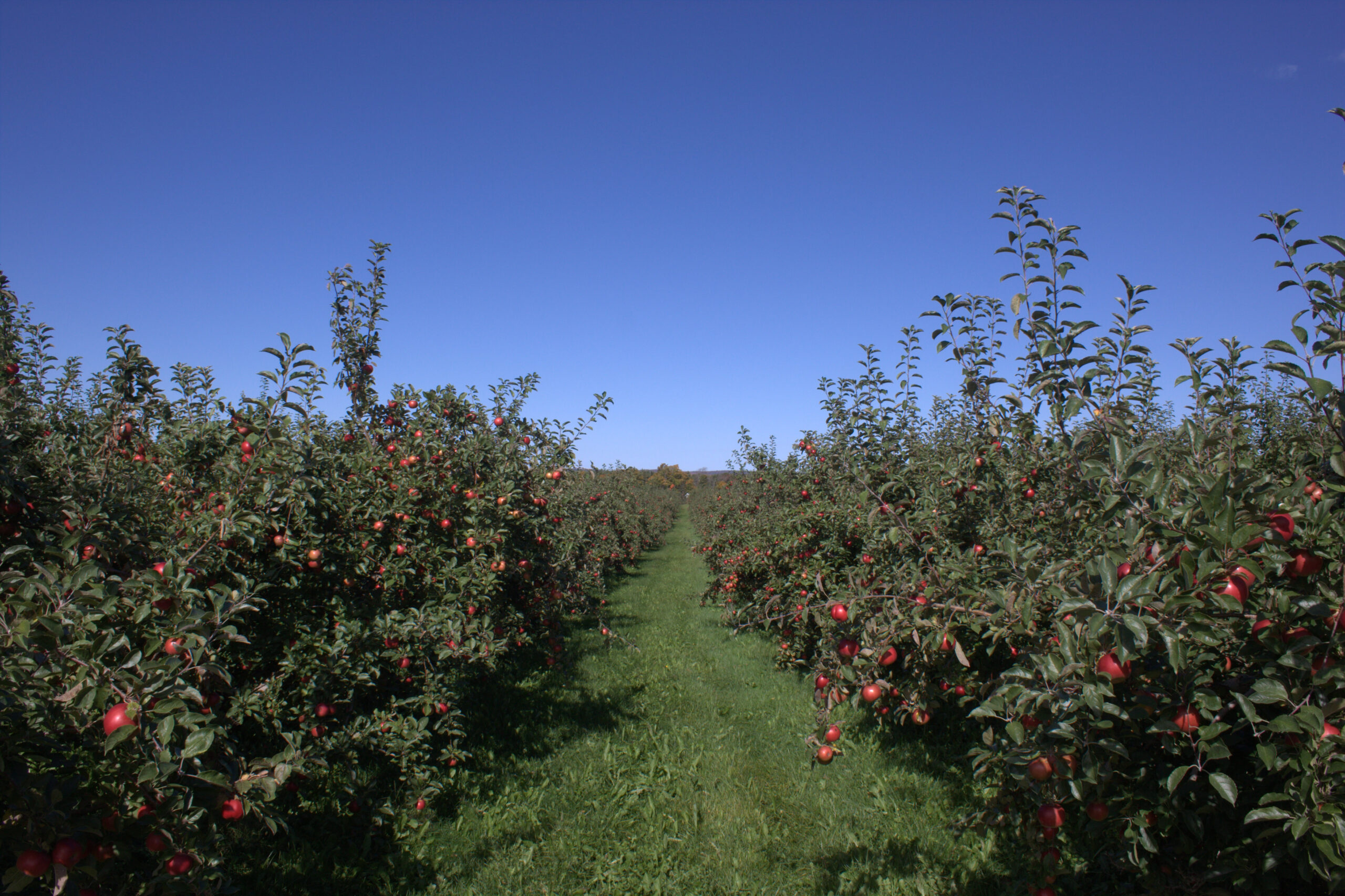 Honeycrisp apple variety photograph