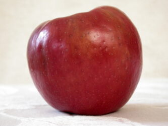 Honeycrisp apple variety photograph