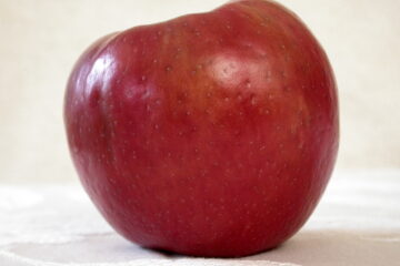 Honeycrisp apple variety photograph