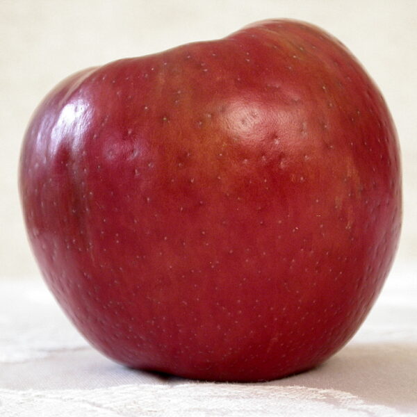 Honeycrisp apple variety photograph