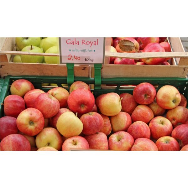 Fresh red and yellow Royal Gala apples