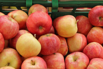 Fresh Royal Gala apples arranged in a crate