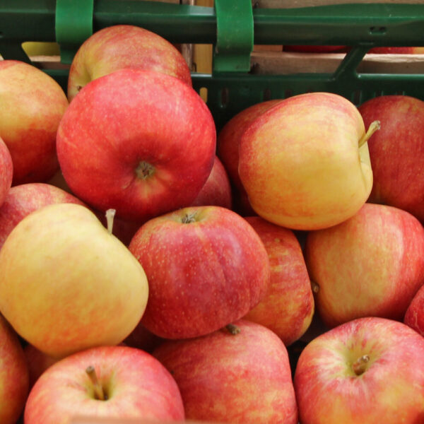 Fresh Royal Gala apples arranged in a crate