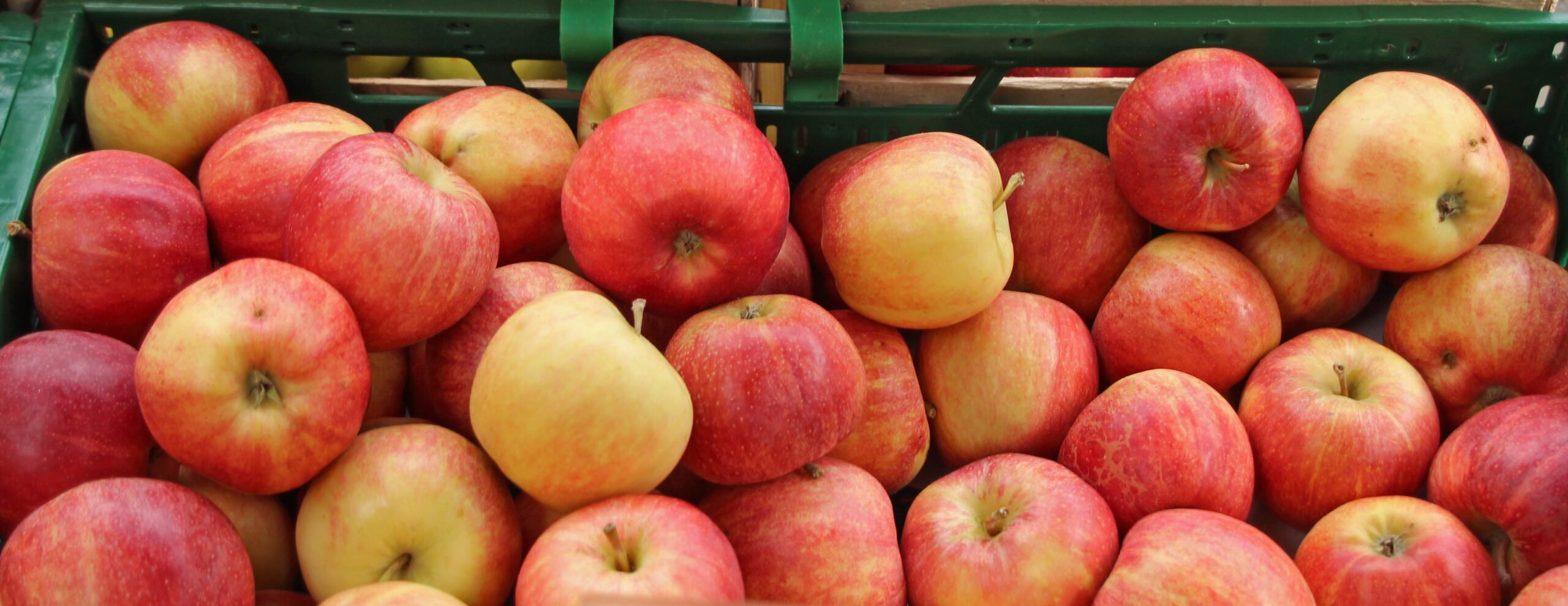 Fresh Royal Gala apples selected for wholesale supply