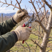 Apple orchard pruning & training — illustrative image