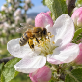 Apple orchard blossom pollination — illustrative image